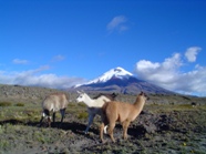 LLamas and Alpacas in front of Cotopaxi