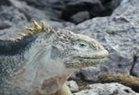 Galapagos Landleguan