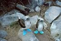 Galapagos bluefooted booby